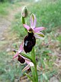 Orchidaceae - Ophrys sphegodes
